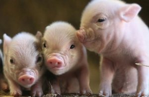 Из-за африканской чумы на Донбассе массово сжигают свиней
