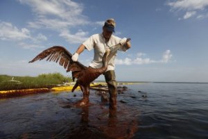 Разлив мазута в американских водах привел к массовой гибели рыбы и птиц