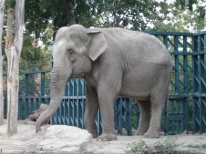 Джима Лаурита убил его подопечный – слон