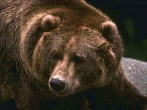 Медведь напал на семейную пару у аэропорта Томской области – мужчина погиб