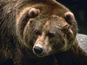 Житель России отбился от медведя системным блоком