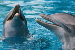 Учений с дельфинами в Крыму не было, – Минобороны России