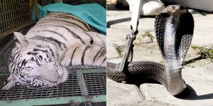 В зоопарке Индаура разыгралась трагедия – черная кобра убила тигра