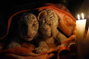 В Крыму закрывают сафари-парк «Тайган» и зоопарк «Сказка», где погибли двое тигрят