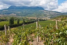 Бывшие виноградники «Массандры» приобрела связанная с Алекперовым компания