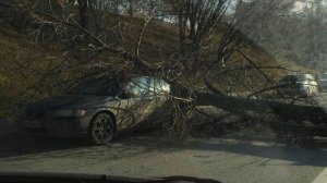 На западе Москвы дерево рухнуло на дорогу и придавило иномарку