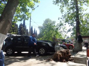 В Ялте на платную парковку с автомобилями рухнуло дерево