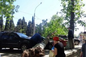 В Ялте на платную парковку с автомобилями рухнуло дерево