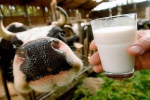 Ткачев заявил о шикарных перспективах молочного бизнеса в Крыму