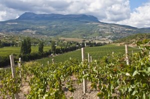 Итальянцы планируют инвестировать свыше €300 млн в крымское виноделие