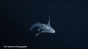 В Калифорнии на видео засняли редкую акулу-химеру