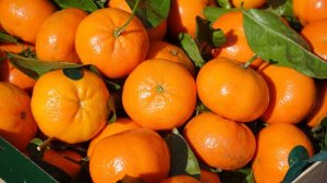 В декабре Турция поставила в Крым 3,5 тысяч тонн фруктов