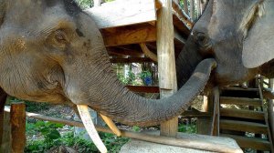 В Японии сотрудник зоопарка погиб при мойке слона