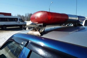 В Петербурге после стрельбы задержали автомобиль консула Таджикистана