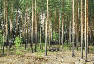 Масштабные лесовосстановительные работы проведет ООО КМДК «СОЮЗ-Центр» в 2017 году