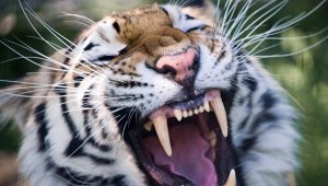 В британском зоопарке погибла смотрительница за тиграми