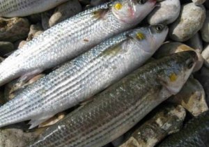 За вылов 600 кефалей ялтинского рыбака могут оштрафовать на полмиллиона