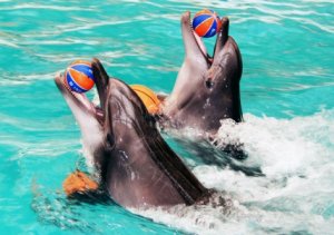 В Крыму полиция пыталась забрать животных из Сакского дельфинария