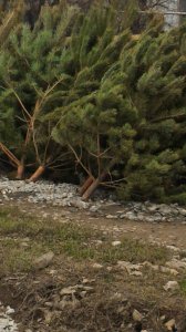 Сколько стоят елки в Крыму, или как заплатить 1000 рублей за метр вместо 500 