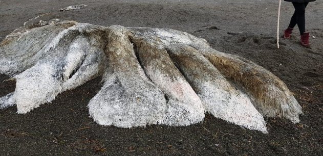 На Камчатке обнаружили неизвестное подводное существо 