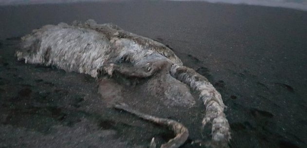 На Камчатке обнаружили неизвестное подводное существо