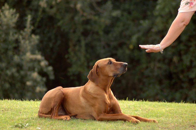 Как защитить свою собаку от догхантеров рассказал президент РКФ Владимир Голубев