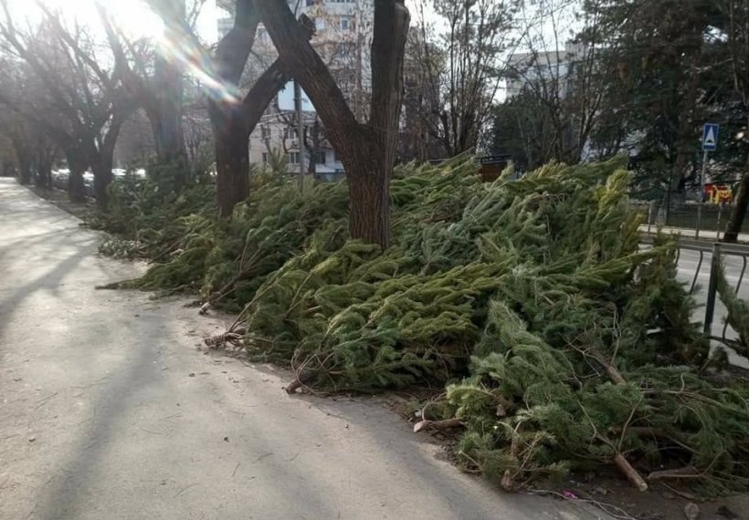 Елки даром не нужны: нераспроданные рождественские деревья выбросили прямо на улицах