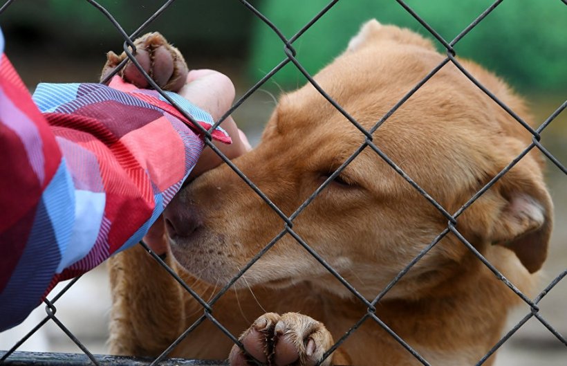 В Симферополе откроют приют для бездомных животных