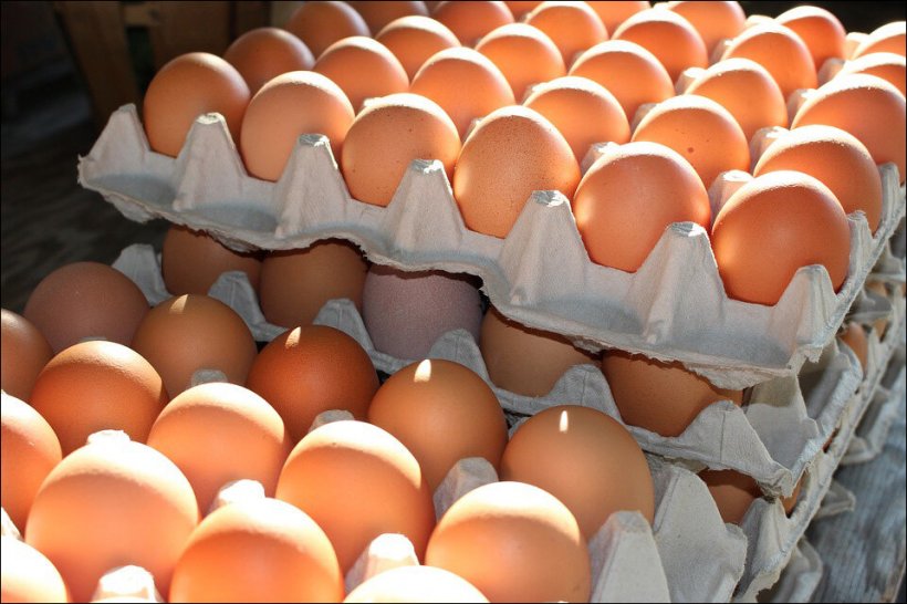 Два месяца в России не будут повышать цены на мясо птицы и яйца