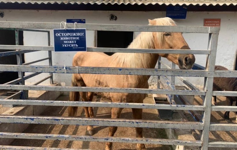 Лошадь откусила палец ребенку в крымском зооуголке