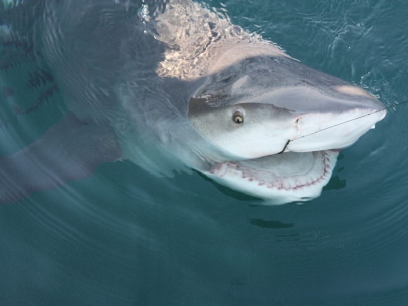 Флориду заполонили акулы, спасающиеся от водорослей