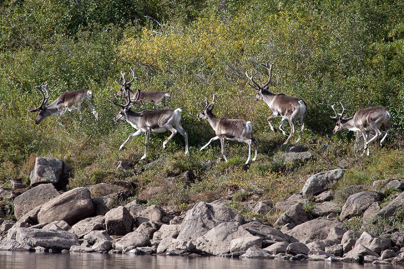 В реке Красноярского края найдены более тысячи туш погибших оленей