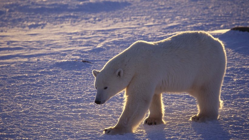 Россия пересчитает медведей в Арктике. Более 40 лет этого не делали