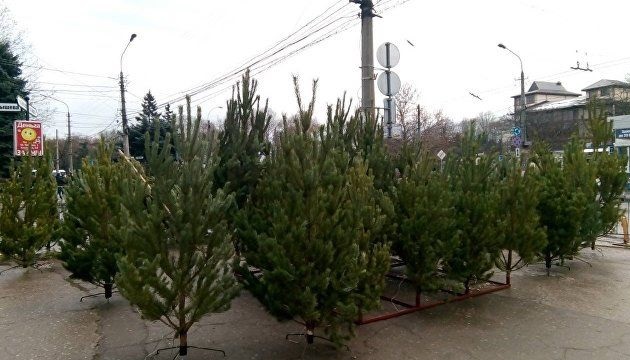 В Крыму начали продавать елки по 500 рублей за метр