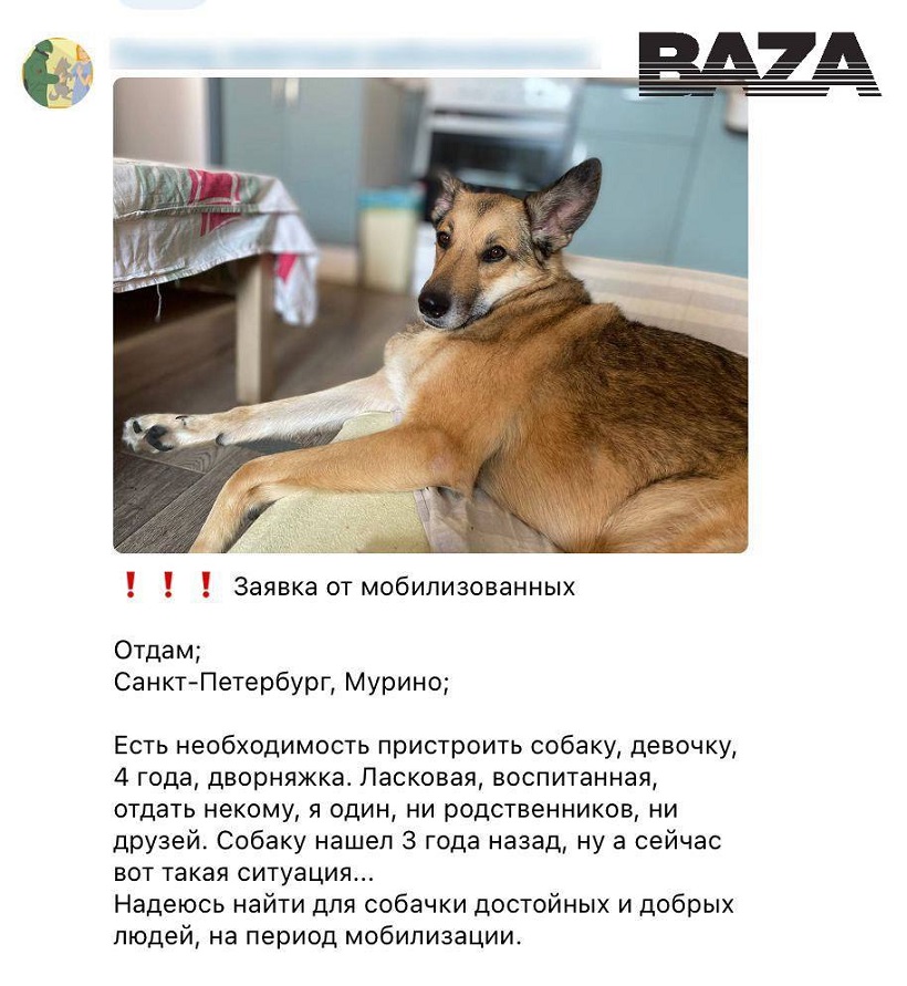 Жители Петербурга отказываются от домашних животных из-за мобилизации