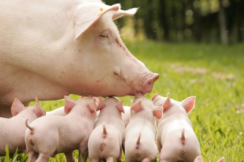 В России ожидают резкий рост цен на свинину