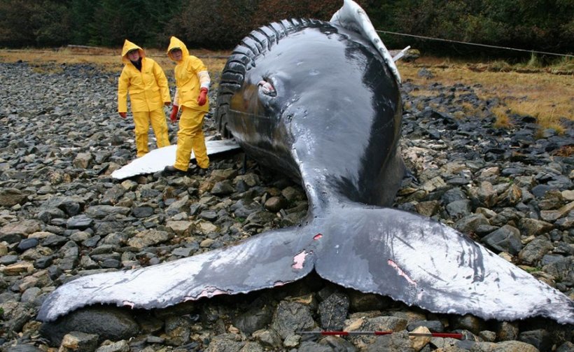 Почему киты выбрасываются на берег: исследователи раскрыли загадку умнейших ...