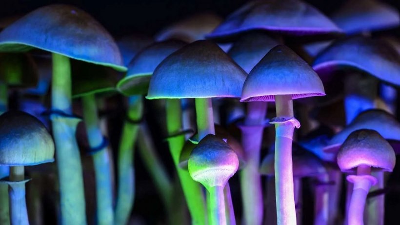 На Алтае будут судить едва не погибшего от галлюциногенных грибов наркофермера 