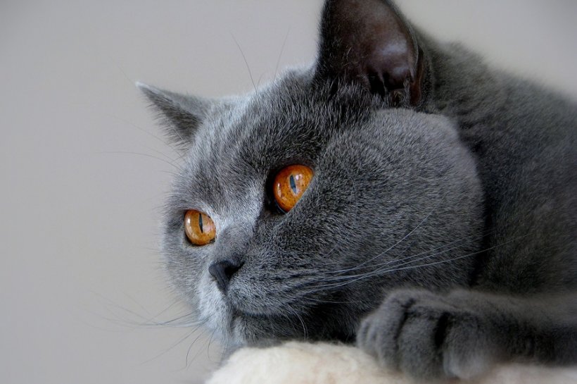 Наличие кошек в доме повышает риск развития шизофрении. О каком вреде говор ...