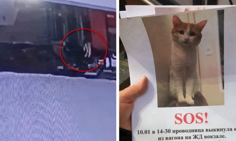 По факту смерти выброшенного из вагона кота Твикса начато уголовное дело