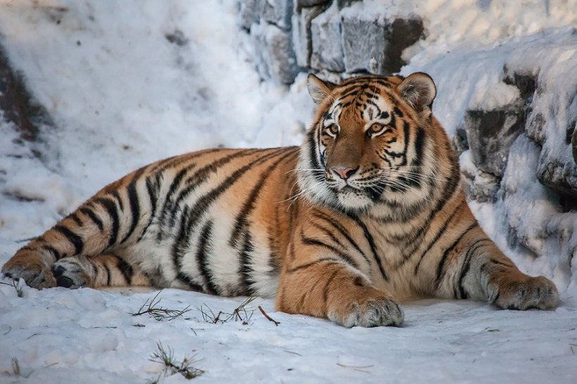 В Приморье застрелили и расчленили амурского тигра. Животное занесено в Красную книгу