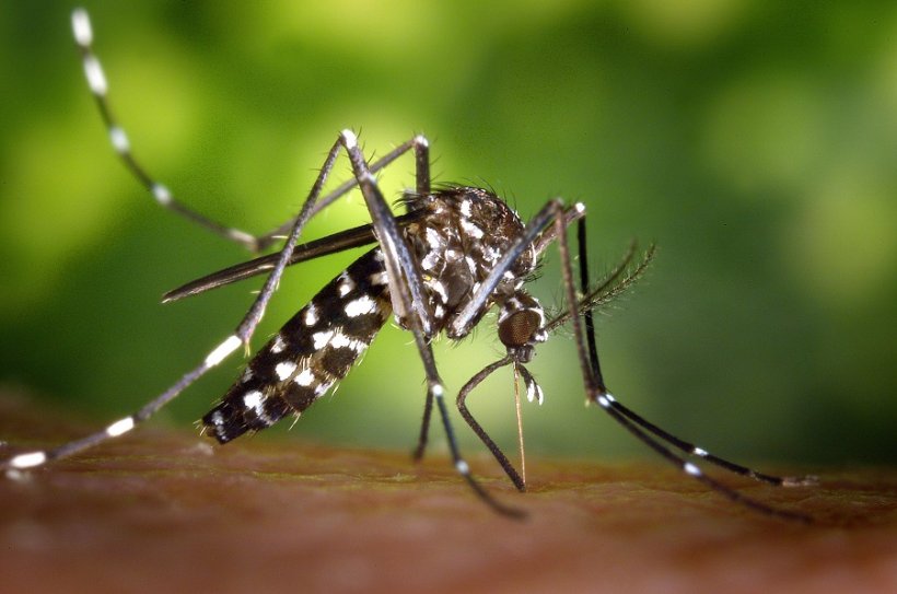Российские туристы привезли эпидемию вируса денге. Зараза продолжает распространяться, десятки заболевших и летальный случай