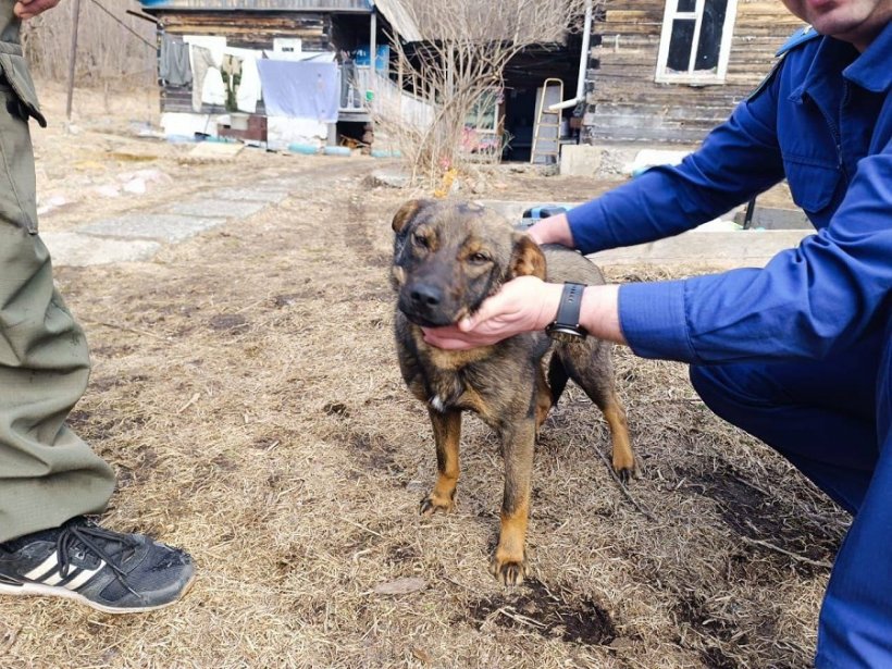Собака спасла потерявшегося в лесу мальчика в Приморском крае – грела ребенка ночью, чтобы он не замерз