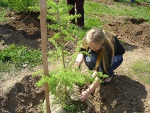 Активисты «Сети» помогут Крымчанам посадить тополя