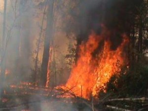 Сибирские леса массово выгорают