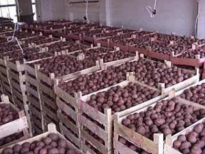 Россия больше не будет покупать украинскую картошку