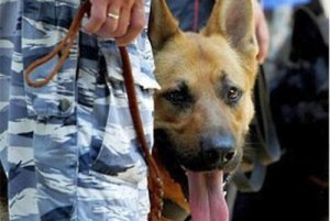 Столичное метро будет патрулироваться кинологами с собаками