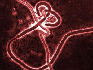 ВОЗ: Лихорадка Эбола угрожает безопасности всего мира