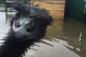 Наводнение больше не угрожает животным уссурийского зоопарка, - МЧС