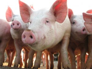 Крымские свиньи снова заразились африканской чумой